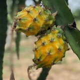 Dragonfruit Growing on Branch