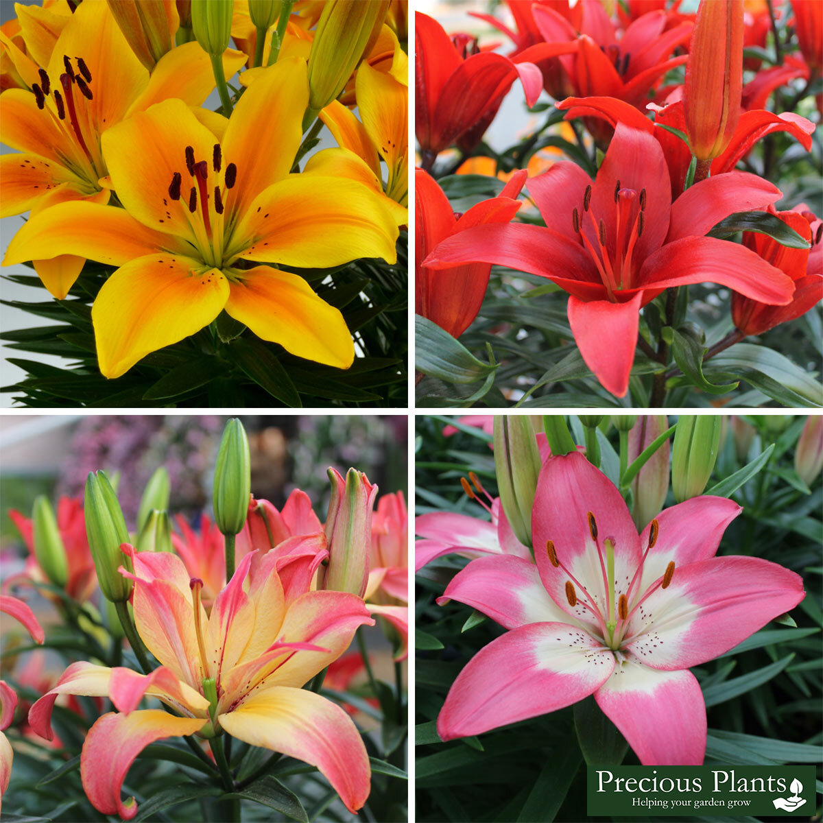 Lily Joy Mixed Collection, 50 Bulbs Costco UK