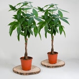 2x 4ltr pots