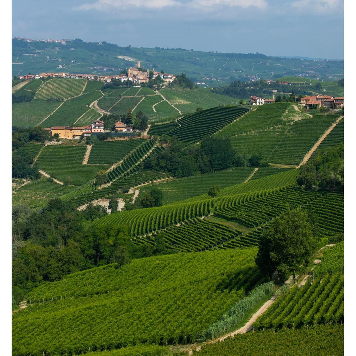 Tenuta Cucco Barolo del Comune di Serralunga d'Alba 2019, 75cl