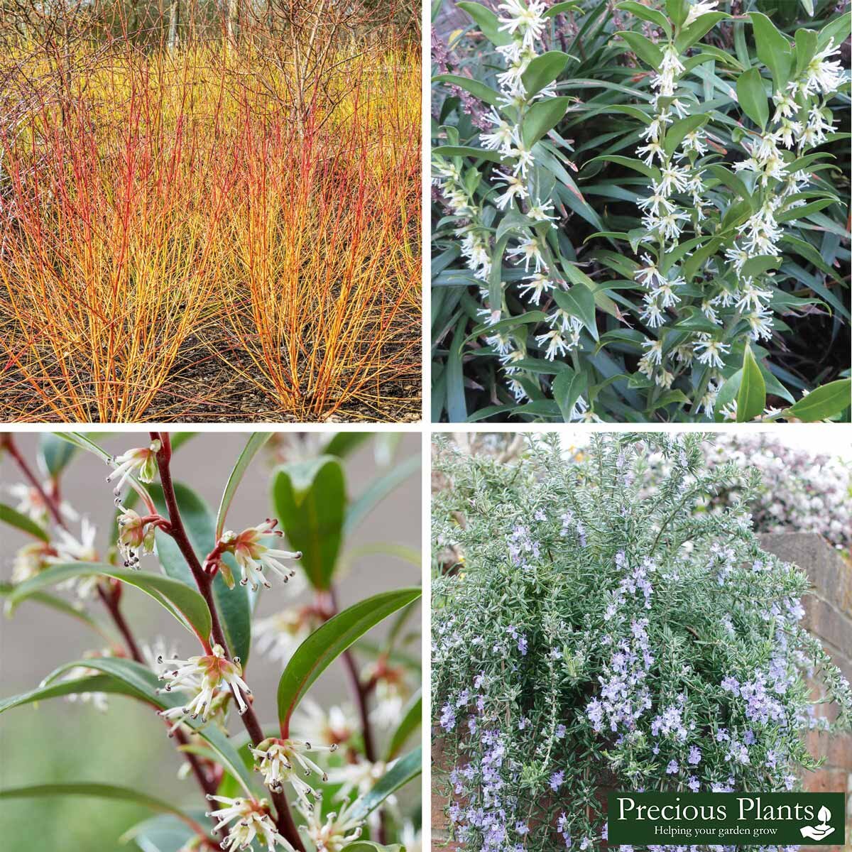 Winter Colour Shrub Collection, 12 Pots Costco UK