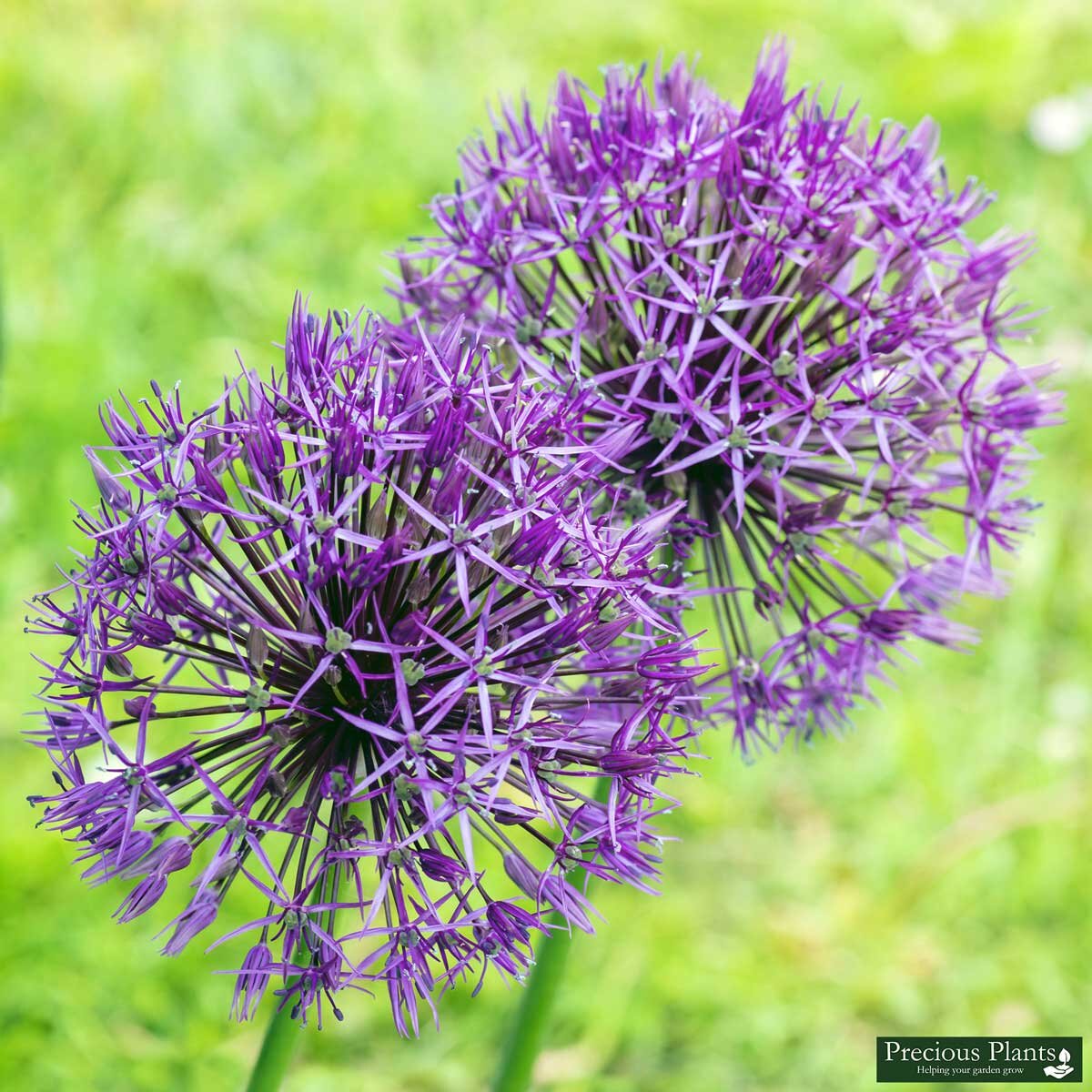 Allium Christophii, 50 Bulbs Costco UK