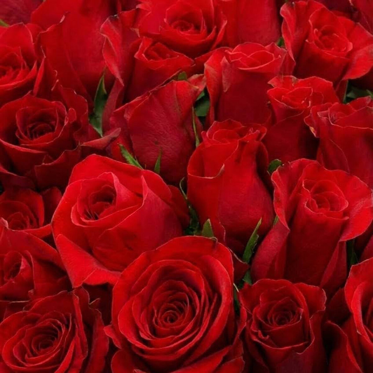 Three Dozen Freedom® Roses Bouquet with Greeting Card