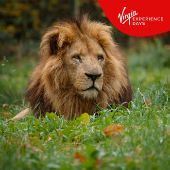 Virgin Experience Days Longleat Lion VIP Encounter with Park Admission For Two