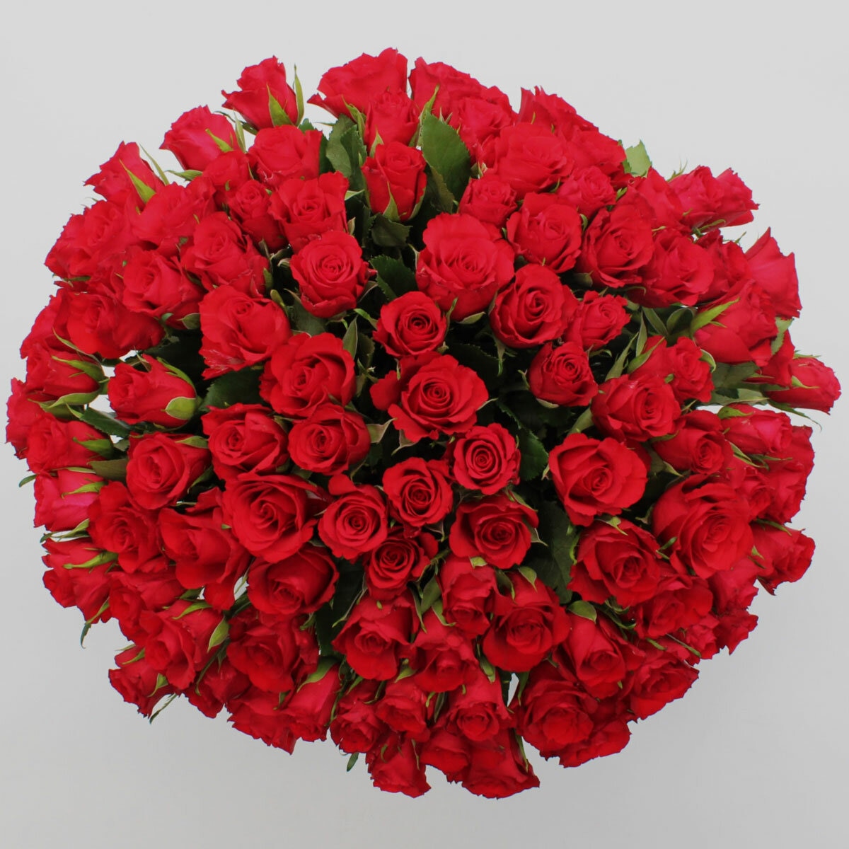 Valentine's 100 Stem Red Calypso Roses Flower Bouquet with Greetings Card