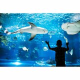 Adventure Aquarium