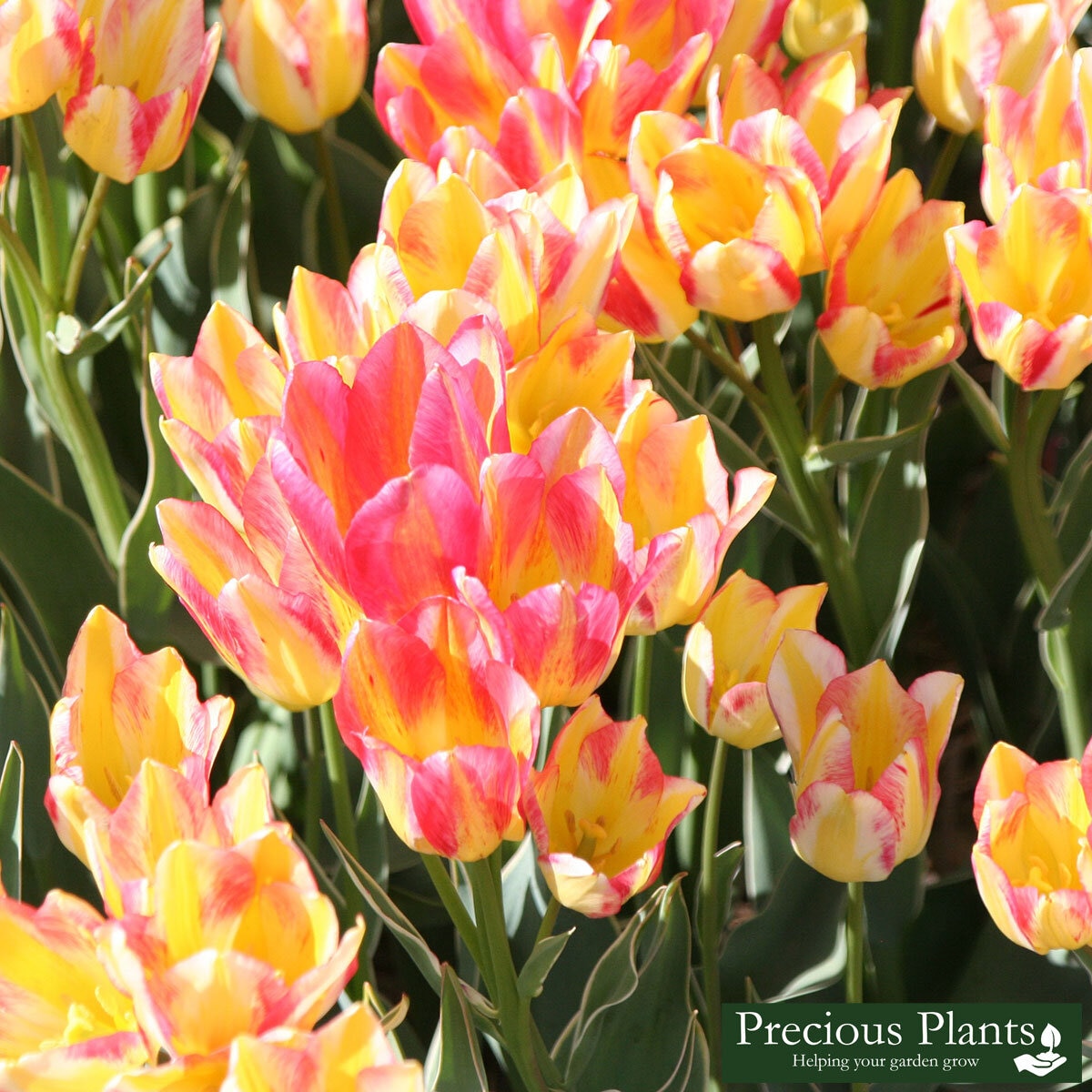 ColourChanging MultiStemmed Tulip 50 Bulbs