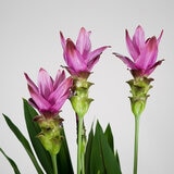 Curcuma