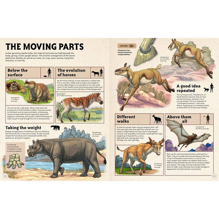 Life Size Beasts (8+ Years) Life Size Beasts (8+ Years)