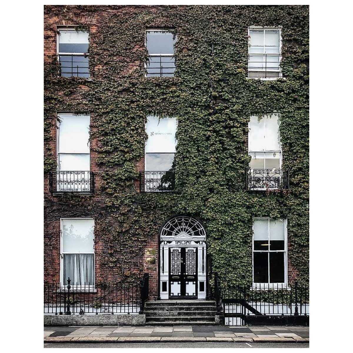 Image of a leafy wall with windows in Dublin