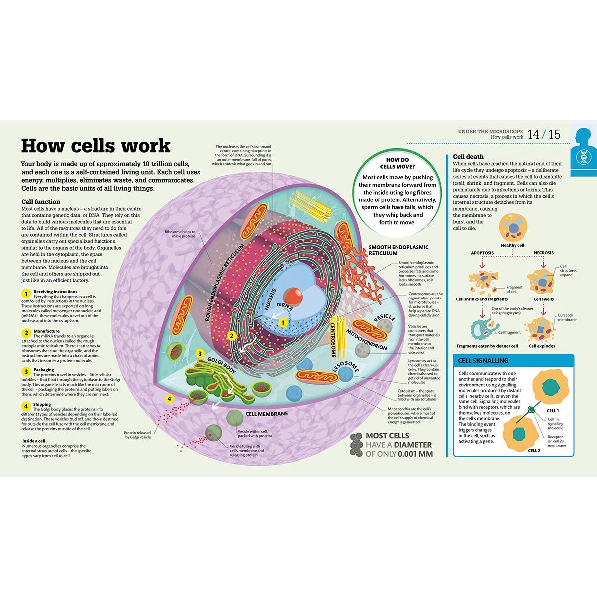 Page spread of How food works