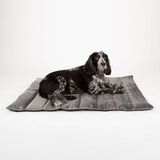Dog on Bed