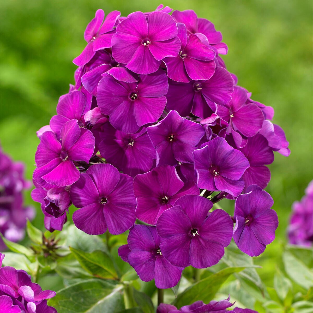 Fragrant Flower Garden Collection, 58 Bulbs Costco UK