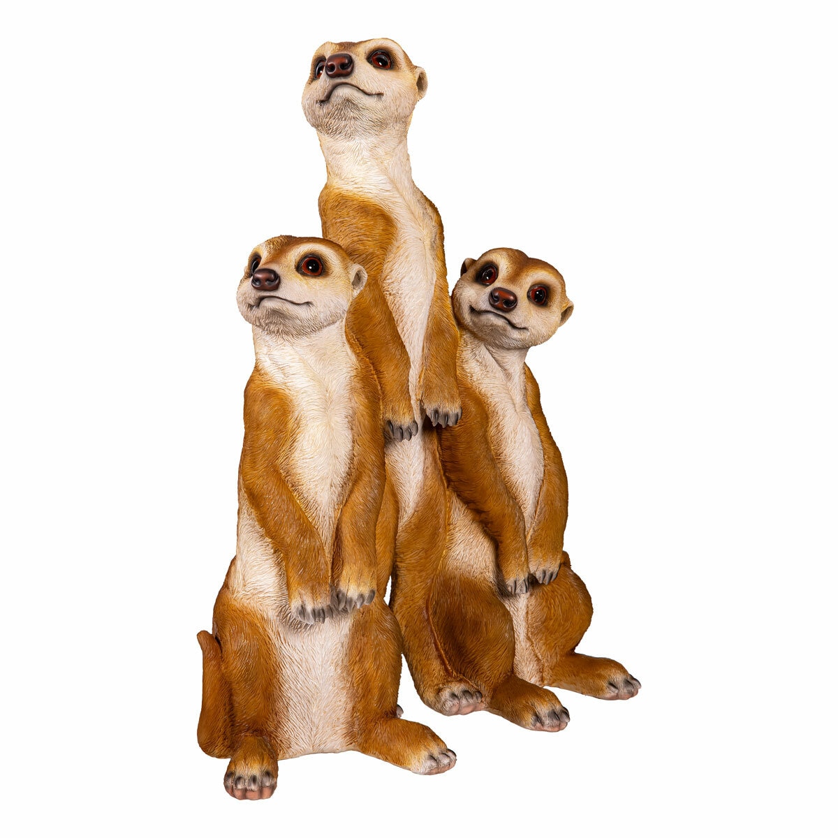 Meerkat