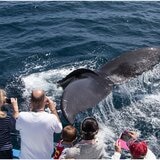 Go City San Diego 4 day All-Inclusive Pass, Child