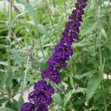 Buddleia Black Knight