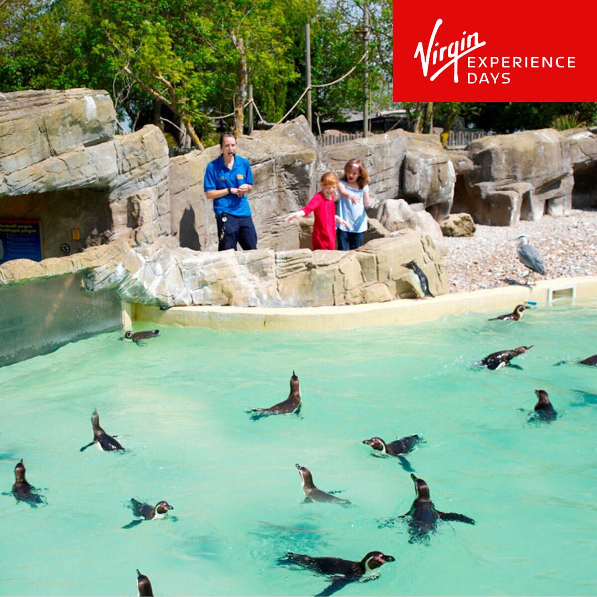 Buy Virgin Experience Penguin Feeding Experience Image2 at Costco.co.uk