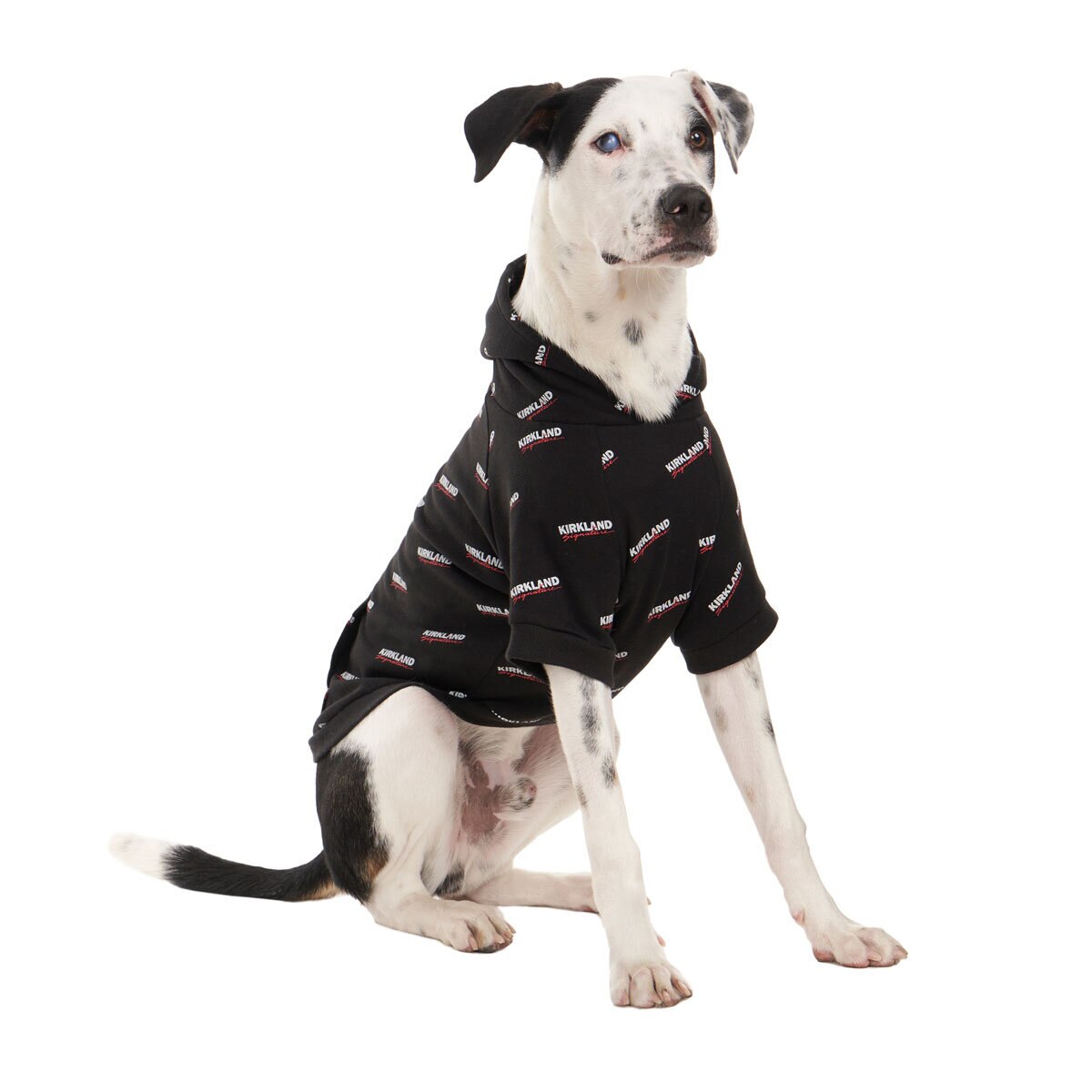 White Dog in Black Hoodie