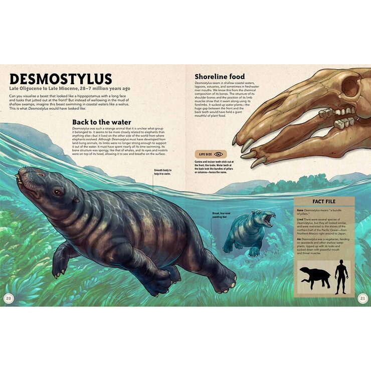 Life Size Dinosaurs (8+ Years) Life Size Dinosaurs (8+ Years)