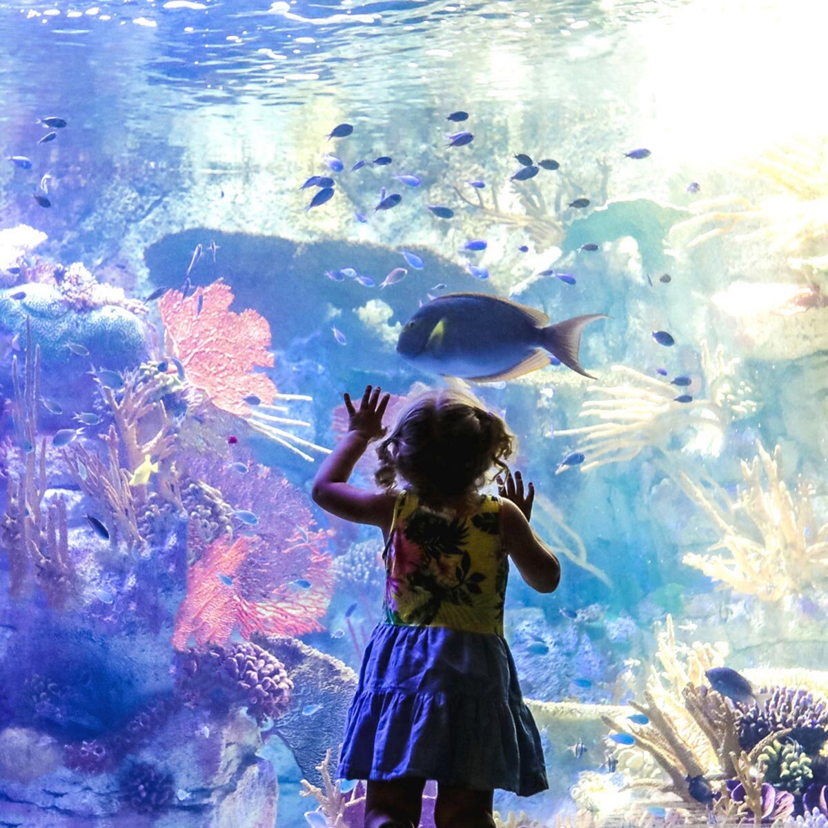 Go City San Diego 5-choice Explorer Pass, Child