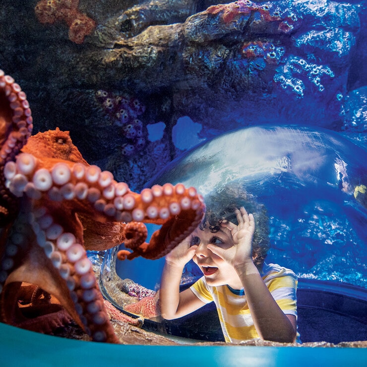 Go City San Diego All-Inclusive Pass Plus - SeaWorld® San Diego