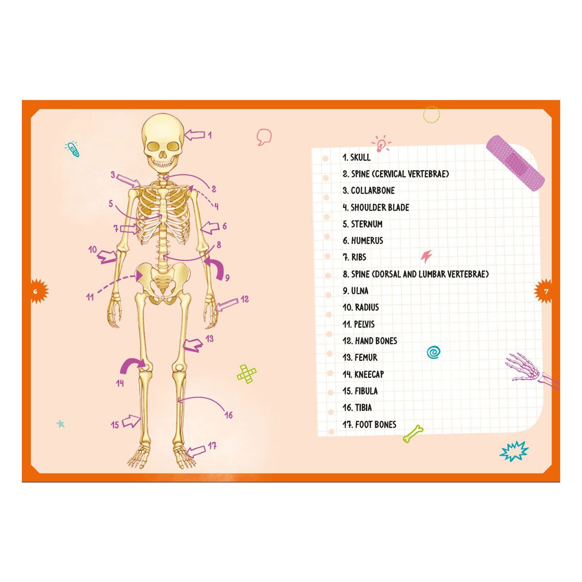 Human Body