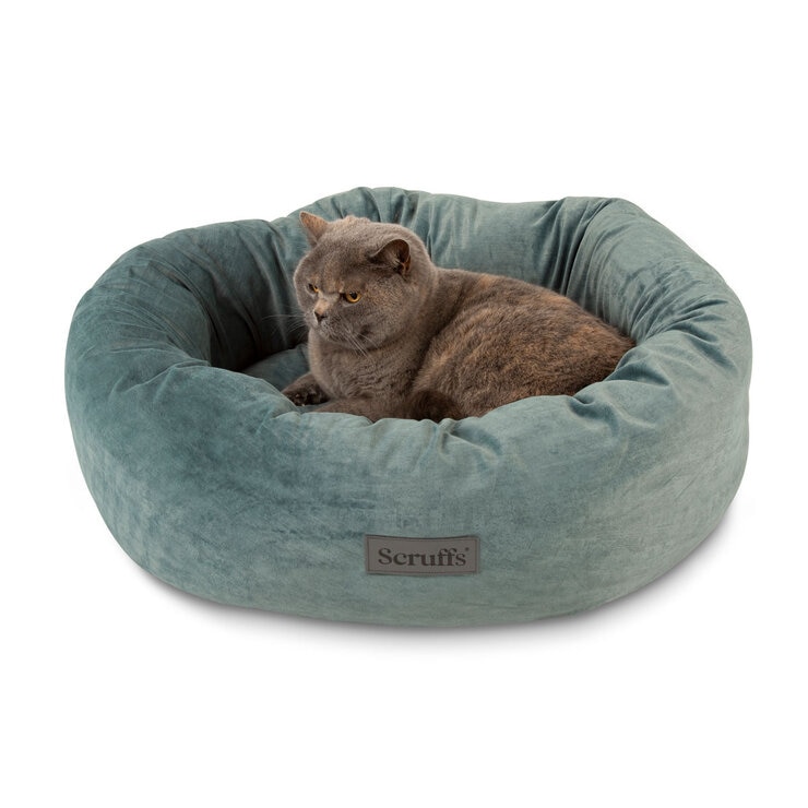 Cat on Teal Bed Cat on Teal Bed