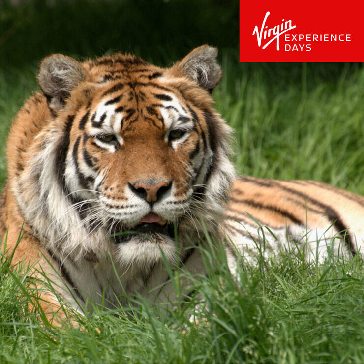 Buy Virgin Experience Big Cat Encounter Image2 at Costco.co.uk Buy Virgin Experience Big Cat Encounter Image2 at Costco.co.uk