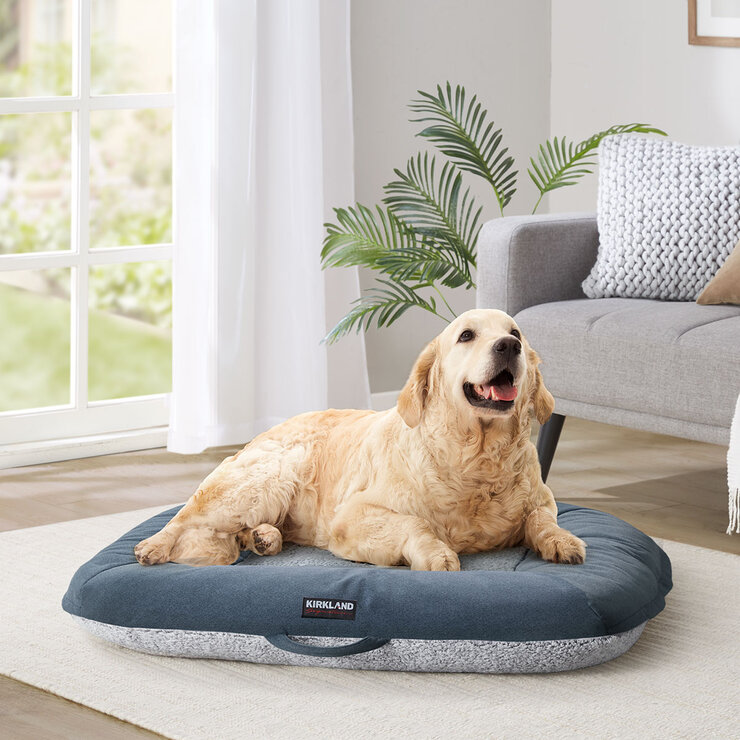 Blue Dog Bed on the Floor Blue Dog Bed on the Floor