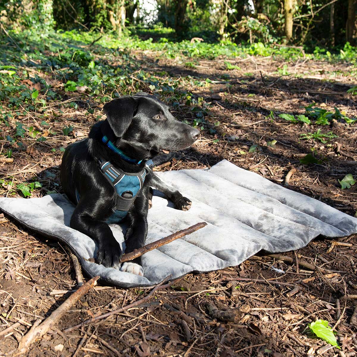 Dog on Travel Bed