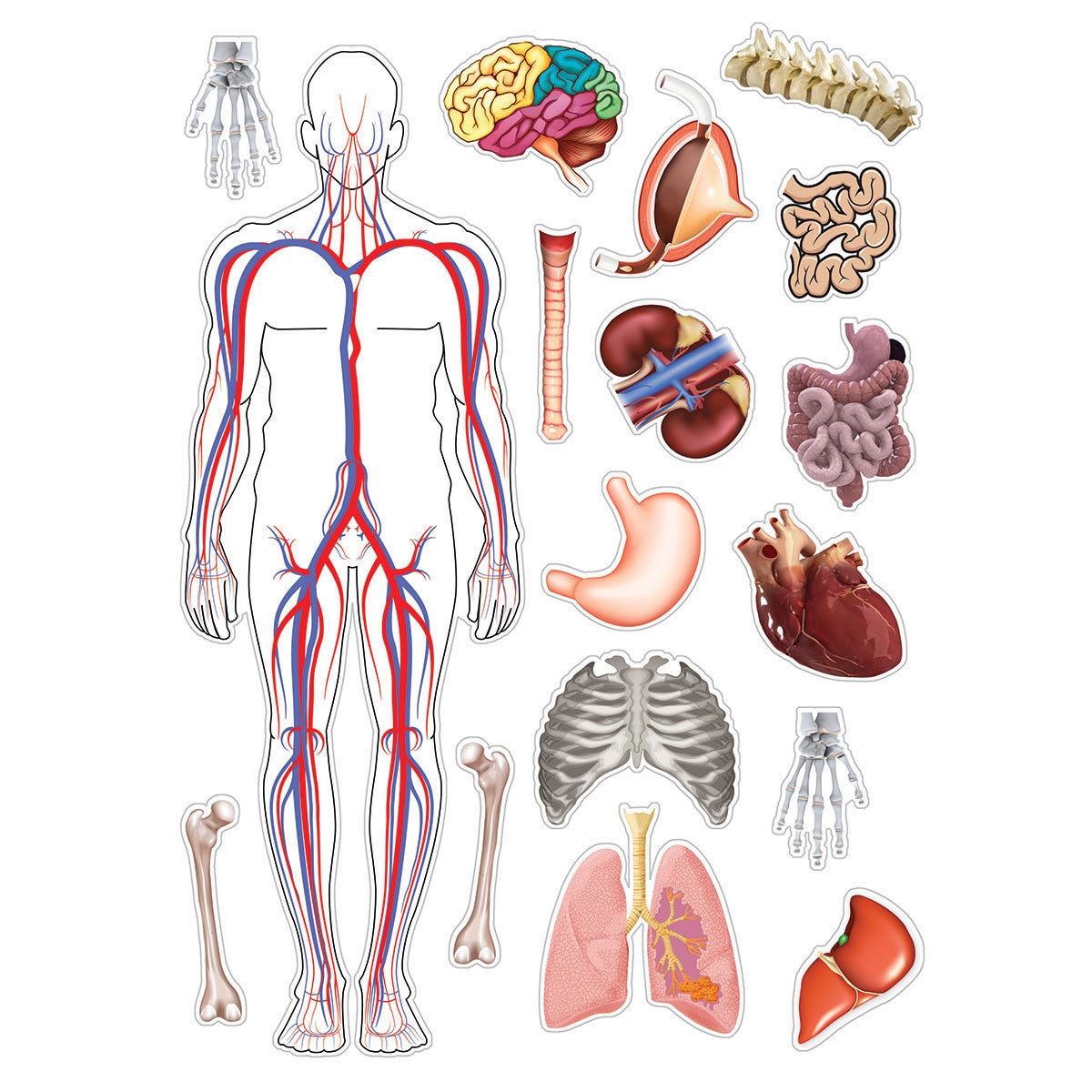 Image of different animal parts