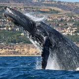 Go City Los Angeles All-Inclusive Pass Plus - Whale Watch & Dolphin Tour