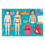 Human Body