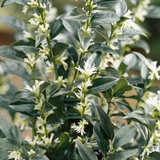 Sarcococca Dragons Gate