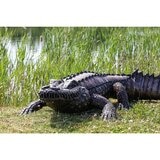 7ft Crocodile