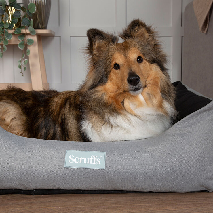 Dog Lying in Bed Dog Lying in Bed