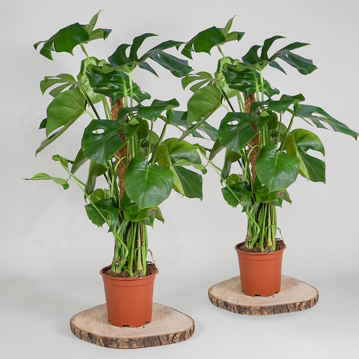 1x 4ltr pot