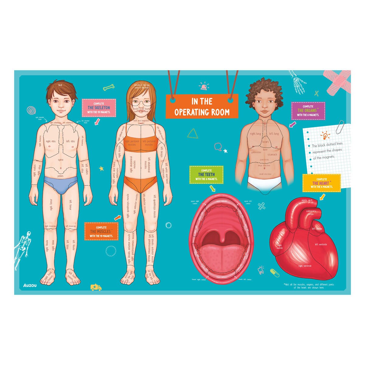Human Body