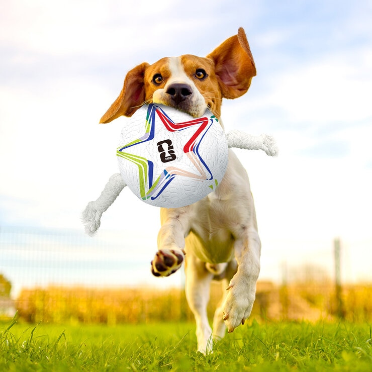 Beagle Biting a Ball Toy Beagle Biting a Ball Toy