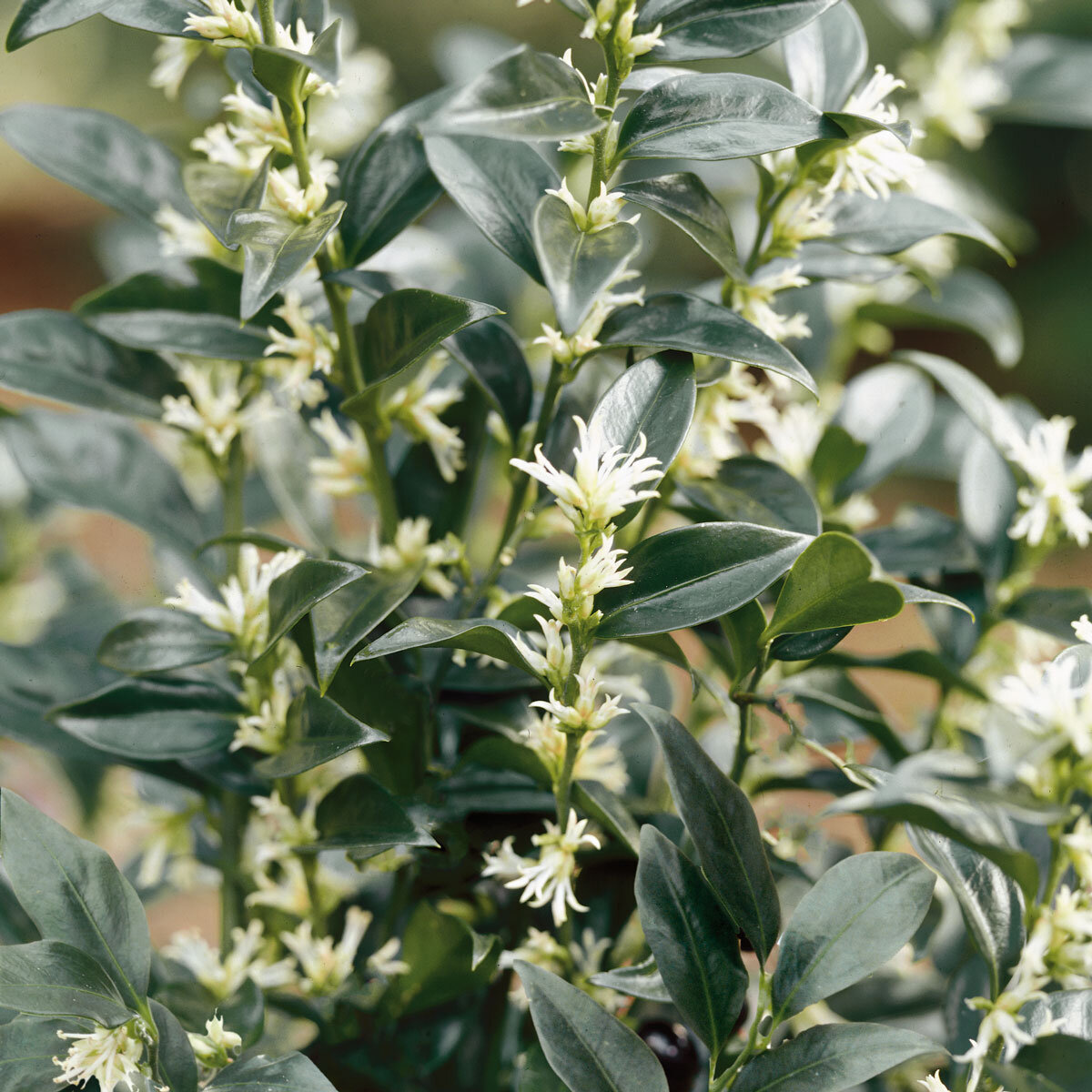 Sarcococca Dragons Gate