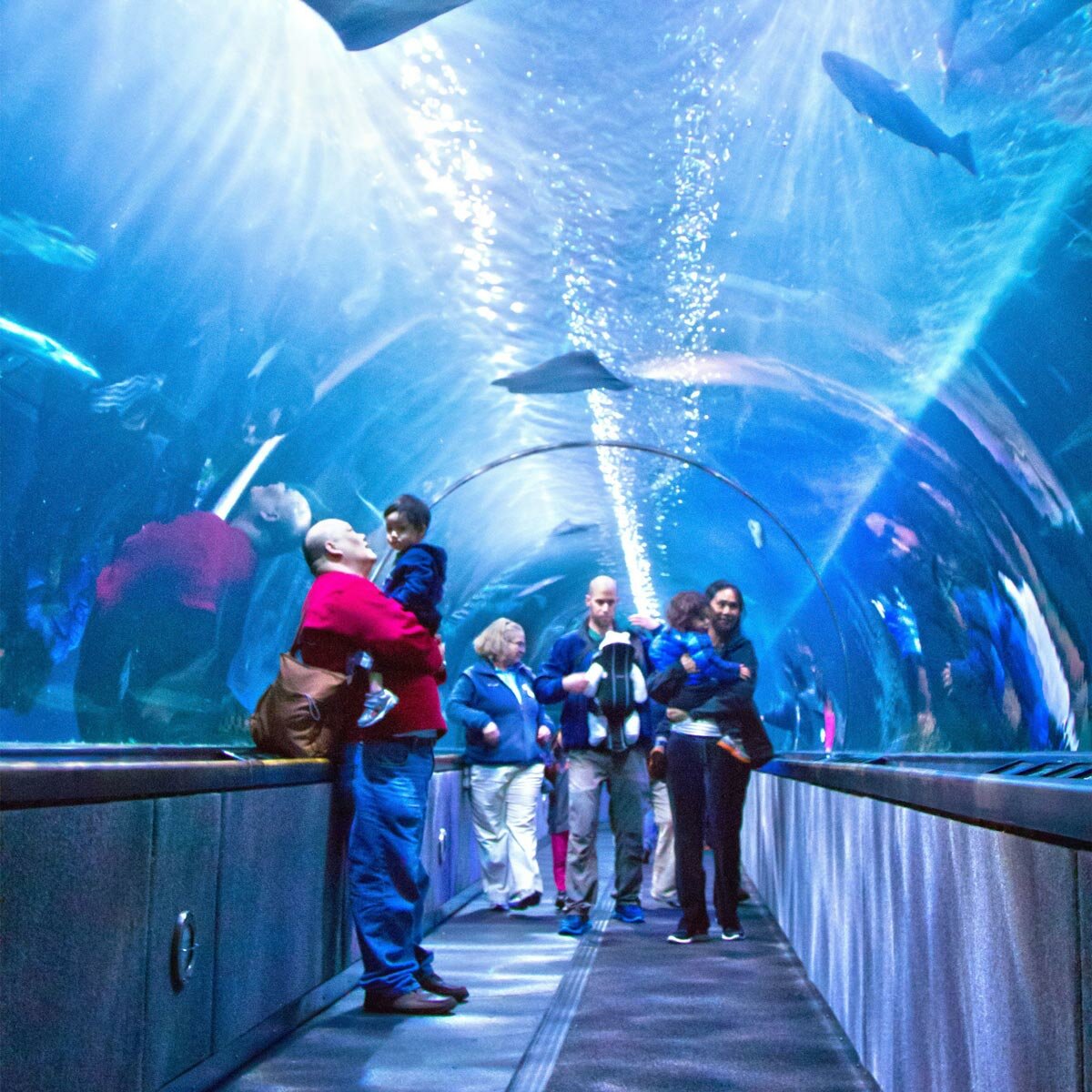 Go City San Francisco All-Inclusive Pass - Aquarium of the Bay