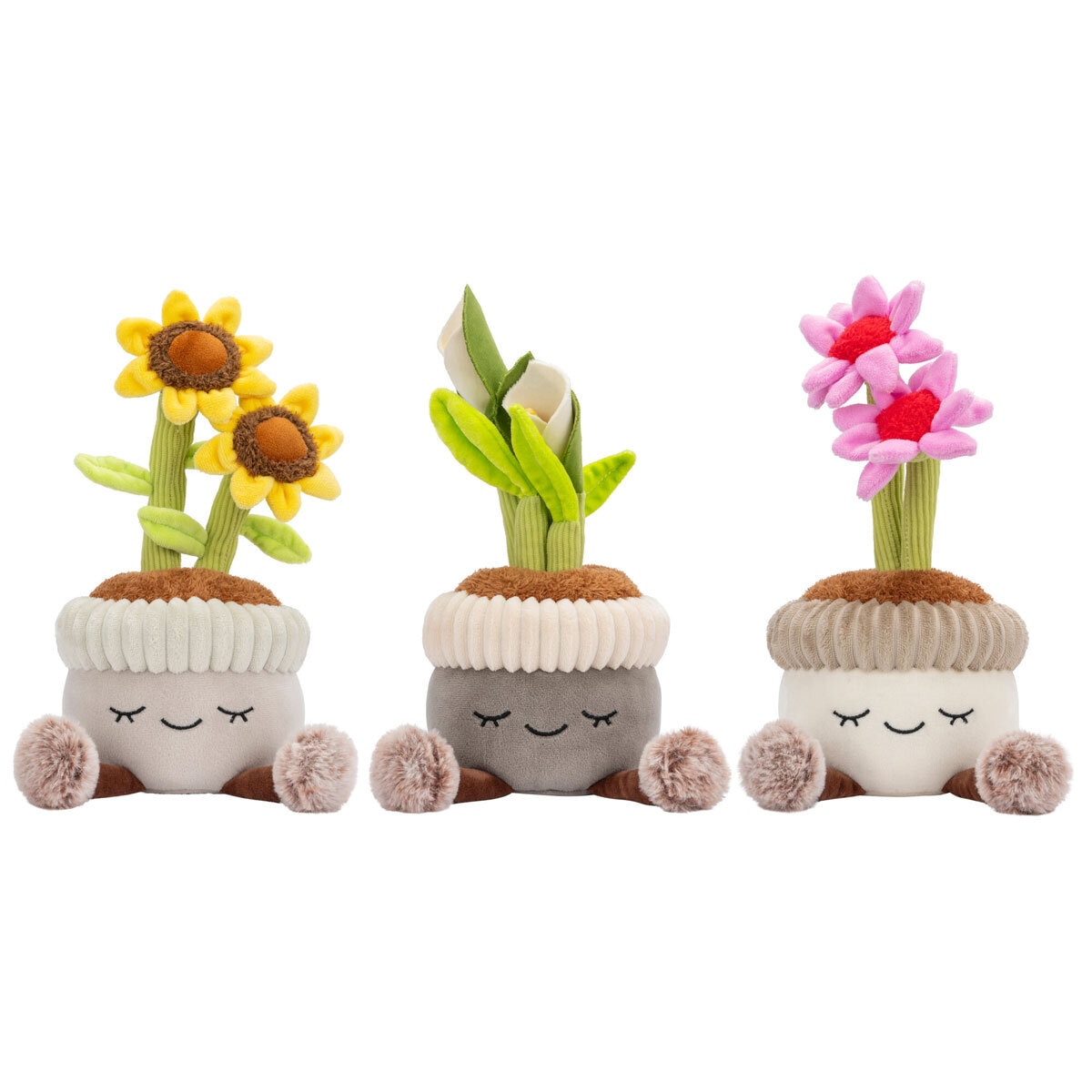 Potted Plants Flowers Box Image