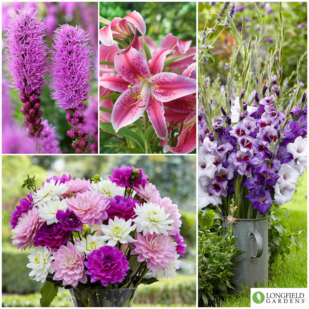 Pink and Purple Cut Flower Collection, 260 Bulbs Costco UK