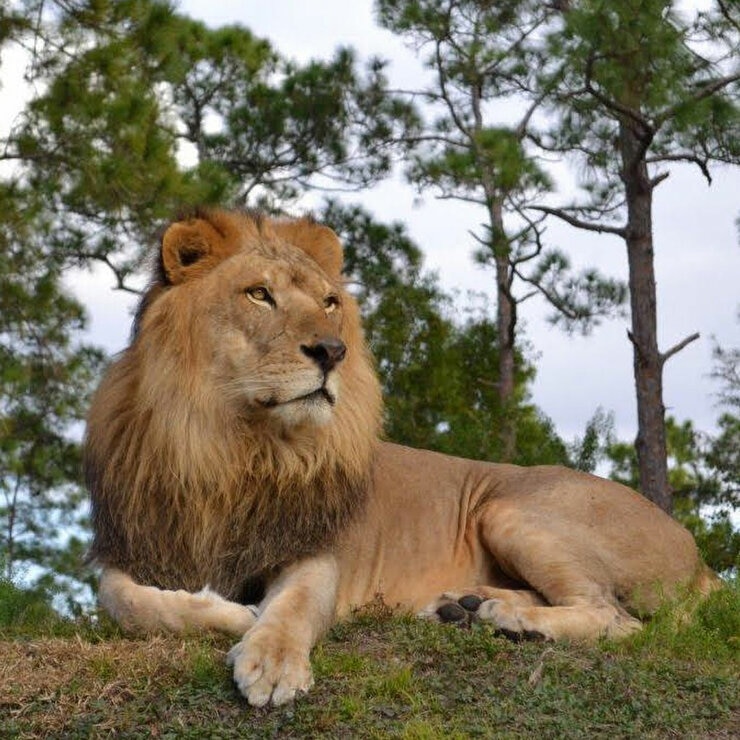 Lion Country Safari