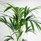 Kentia Palm Kentia Palm