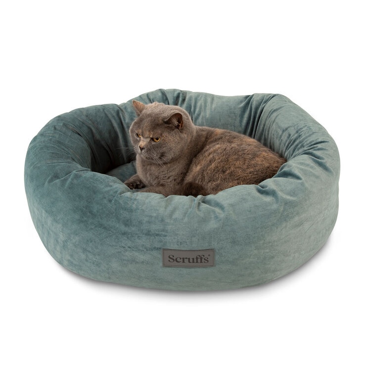 Cat on Teal Bed