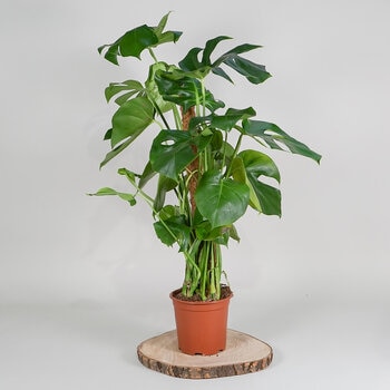 Monstera 1m Potted Plant, 4 Litre