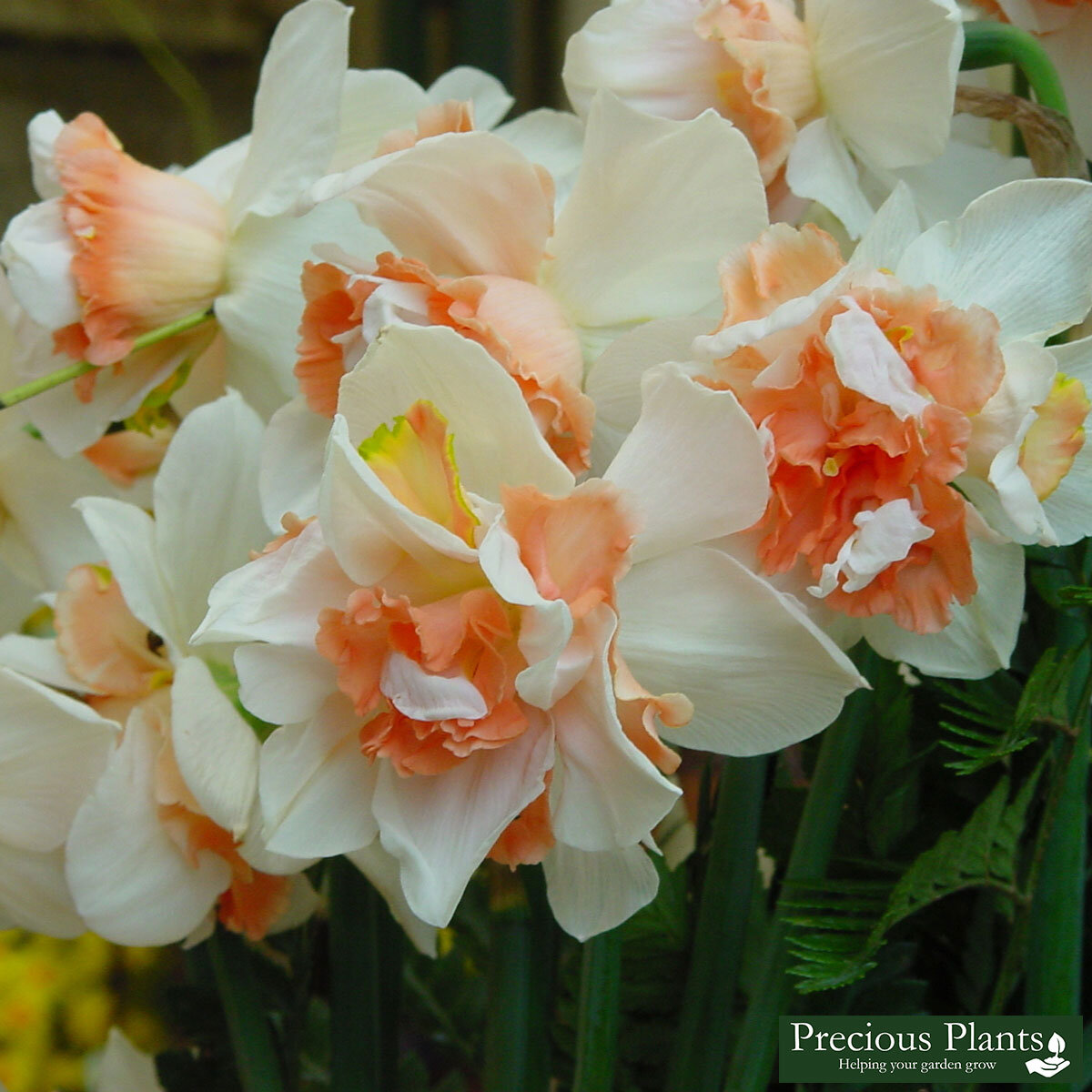 Scented Narcissus Replete Daffodils, 50 Bulbs Costco UK