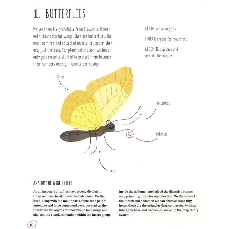 page spread butterfly page spread butterfly