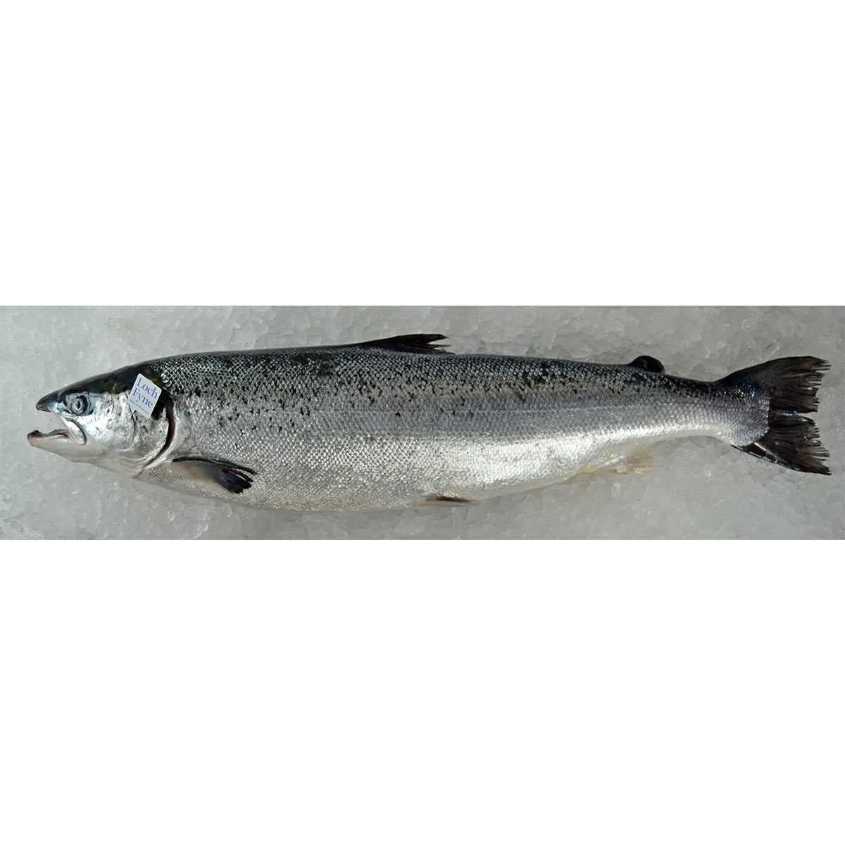 Loch Fyne Fresh Whole Salmon, 3kg 
